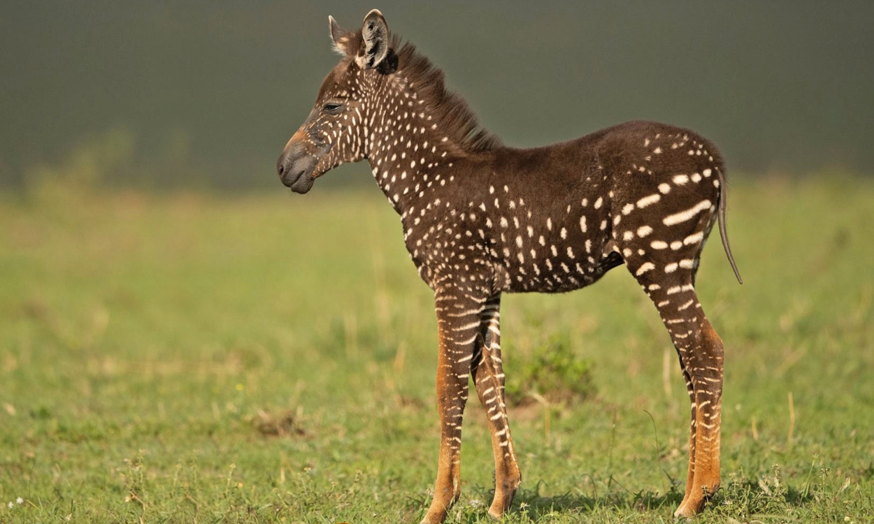 rare polka dot zebra in mara