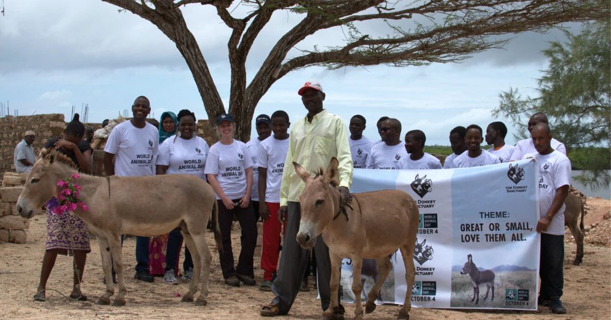 donkeys in lamu