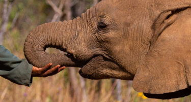 Human Animal coexistence