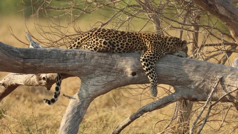 African leopard resting on a tree branch in Serengeti National Park