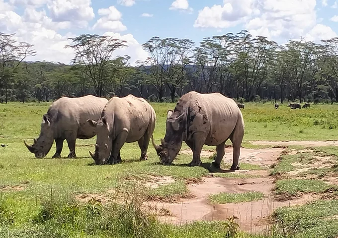 Rhino Tracking Safaris in lake Nakuru