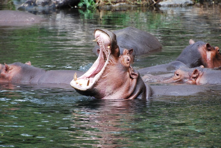 mzima springs