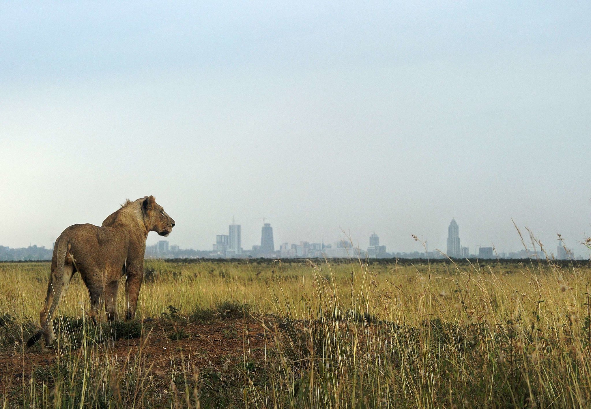 visiting nairobi national park
