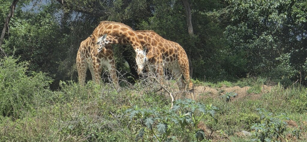 Rothschild giraffe walking through Lake Nakuru savannah