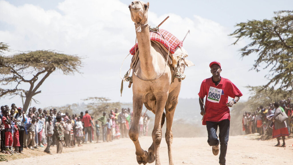 enjoy camel derby in samburu
