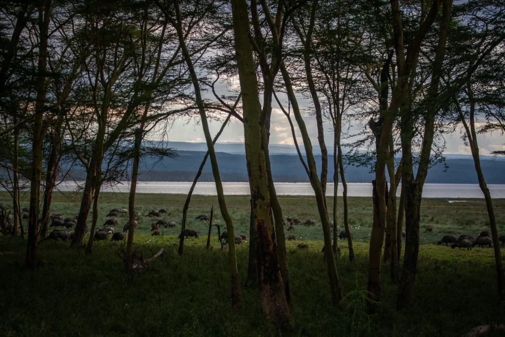 Euphorbia forest landscape inside Lake Nakuru National Park