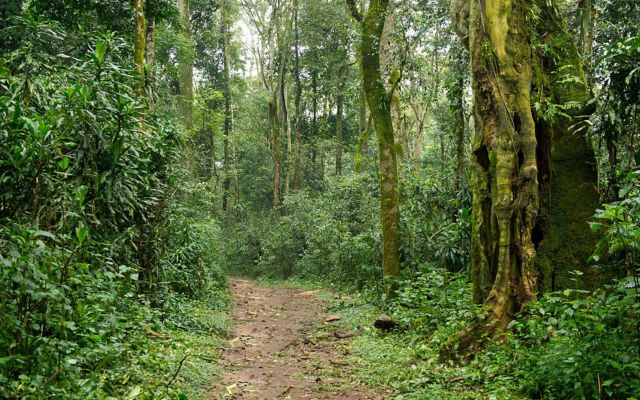 Towering Elgon teak trees in the heart of Kakamega Forest