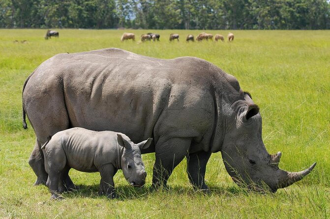 endangered species, black rhino conservation in Nairobi National Park