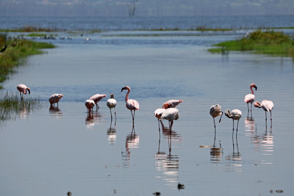 Flock of flamingos taking flight over Lake Nakuru after seasonal rains.