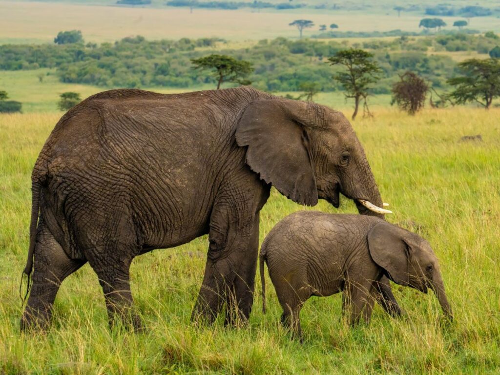 Elephants in mount kenya