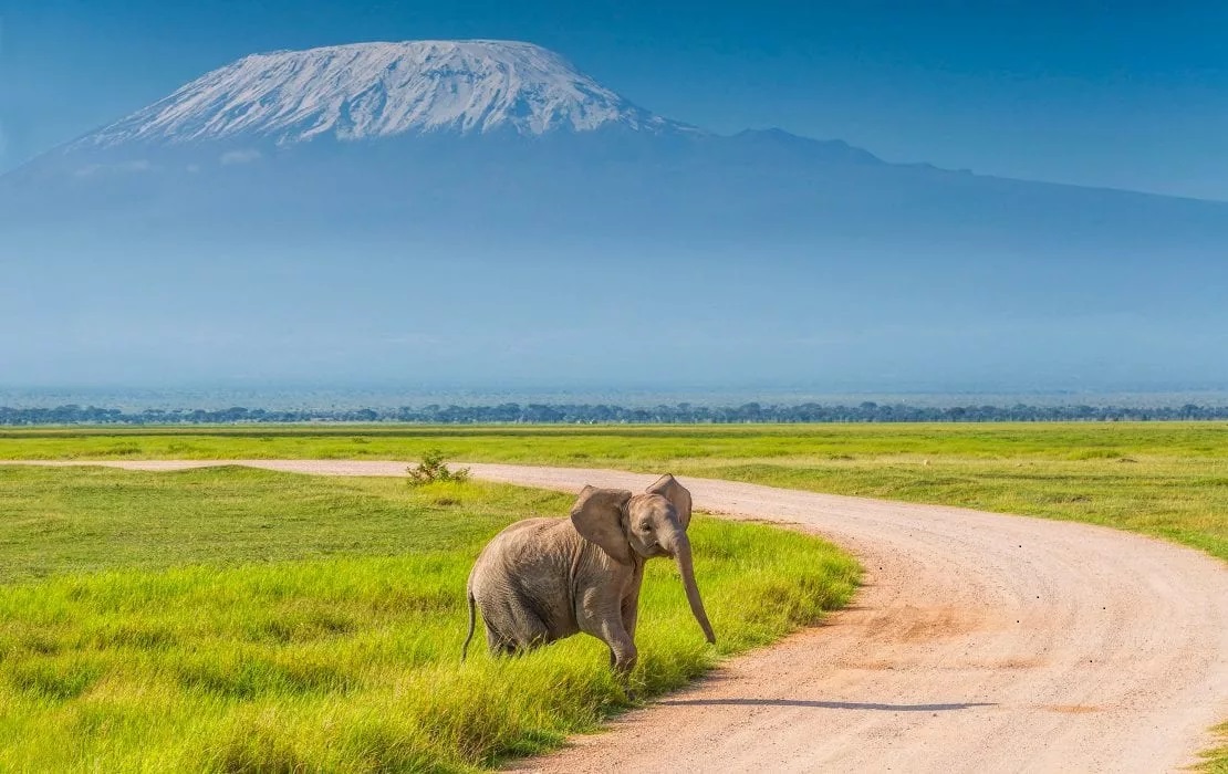 Elephant walking in front of Mount Kilimanjaro