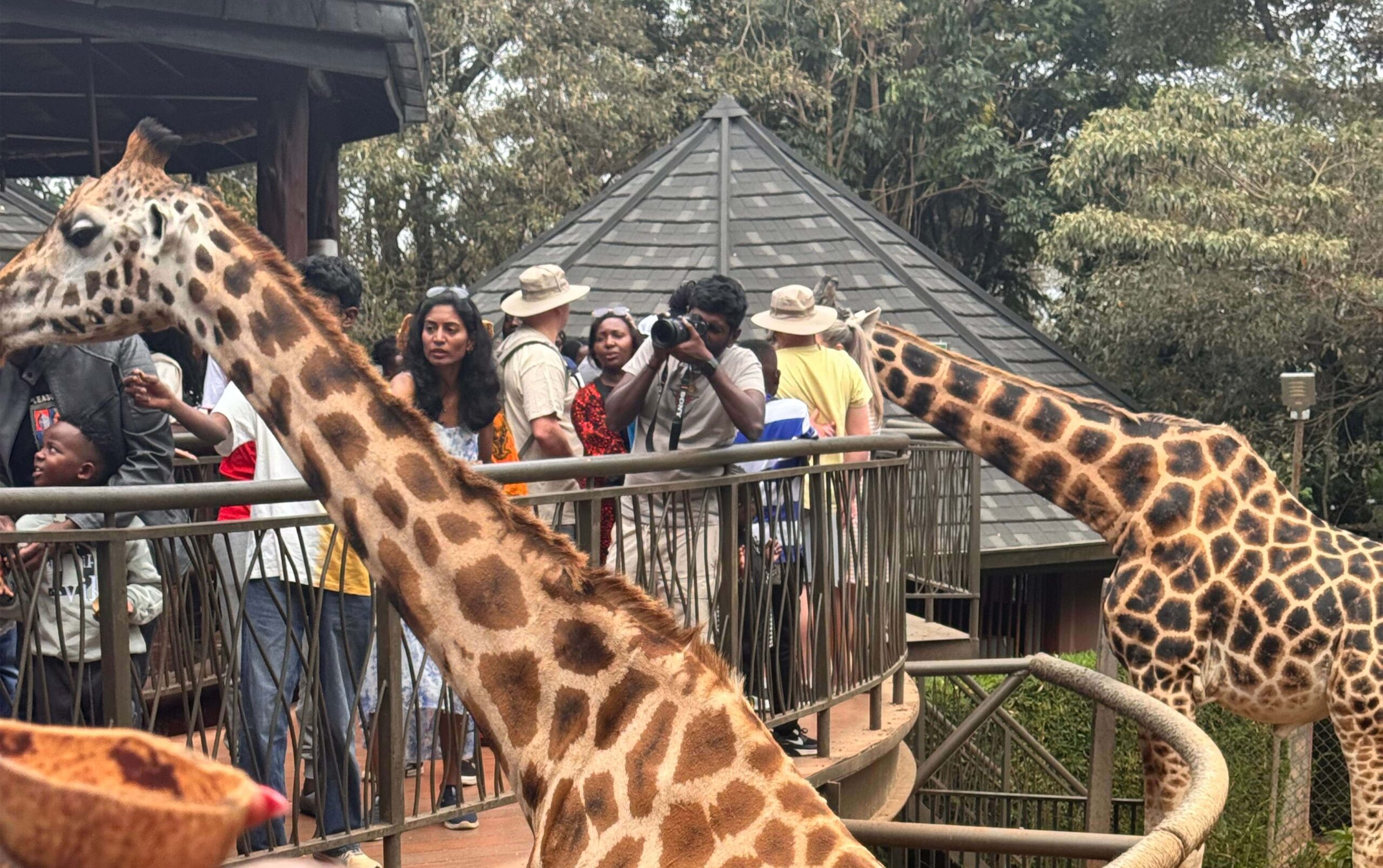 visitors observing giraffes