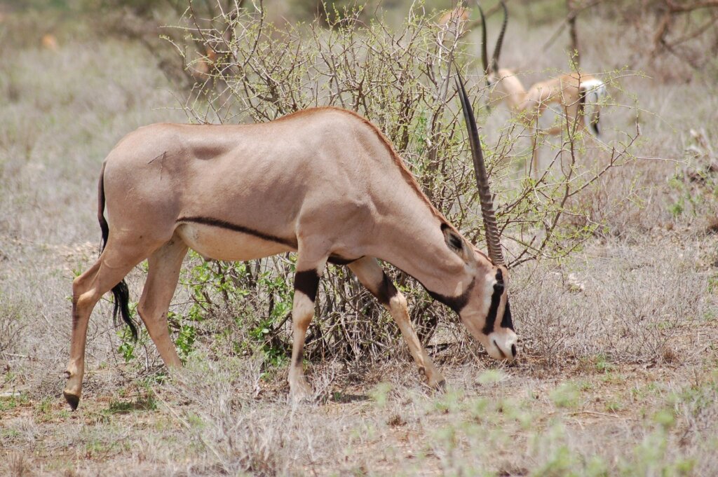 Beisa-Oryx-In-Samburu-National-Reserve