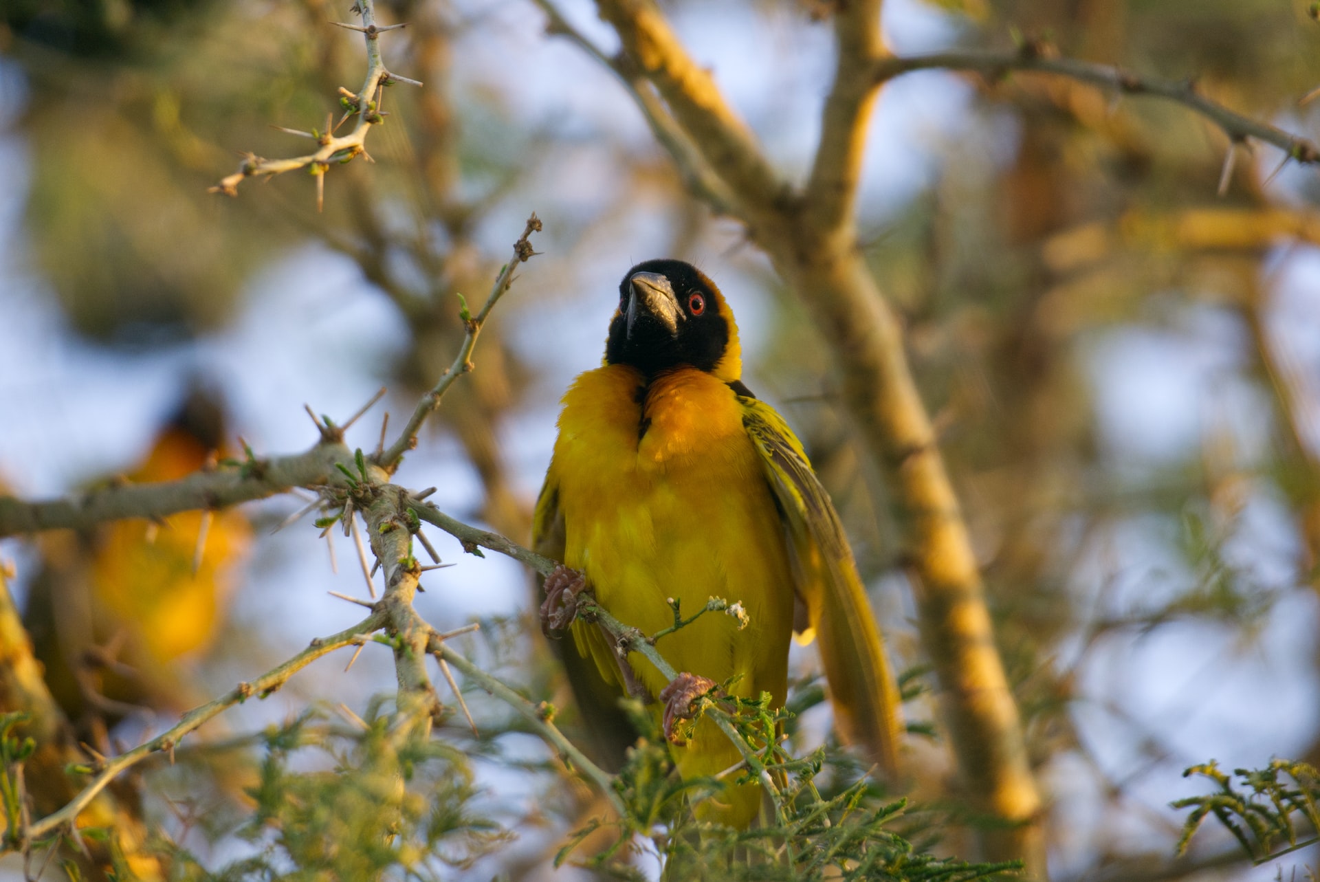 Colorful bird perched on a branch in Kibale Forest
