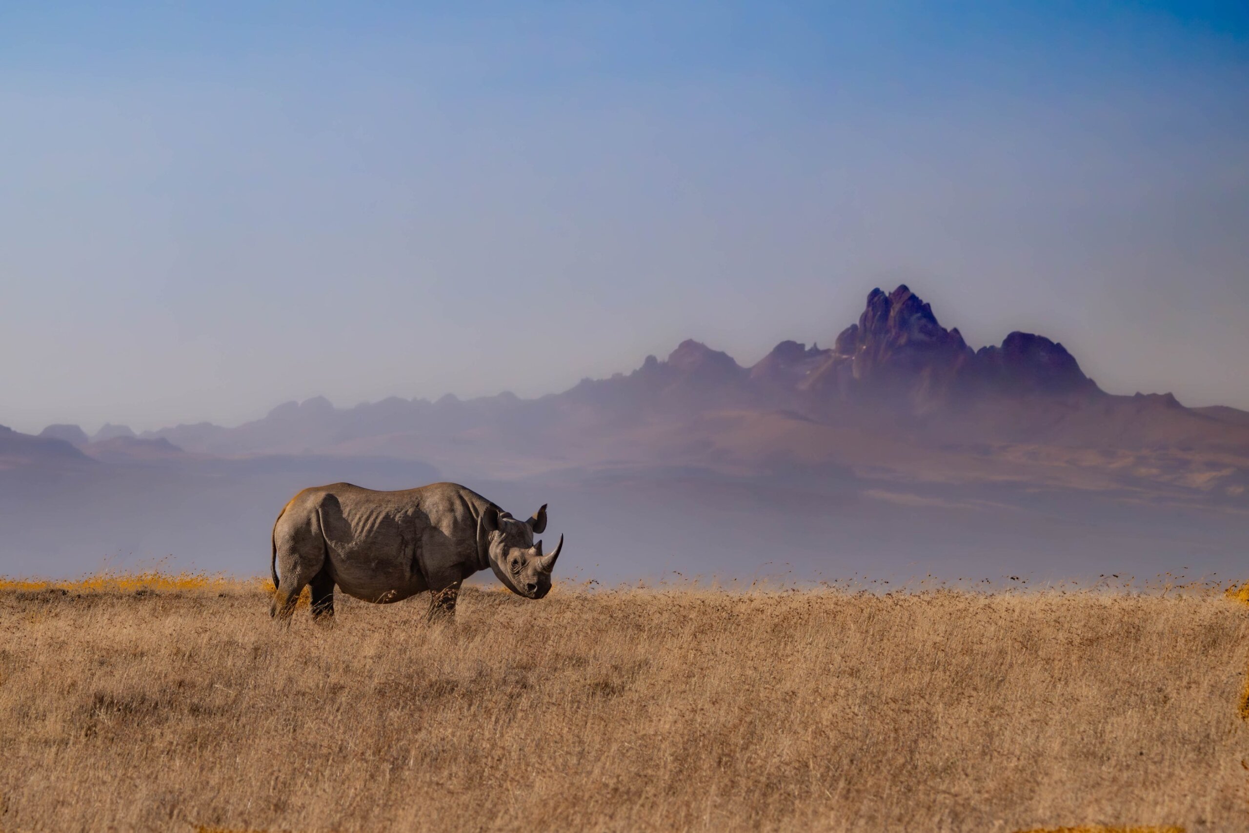 Black rhino grazing in Borana Conservancy with Mount Kenya in the background