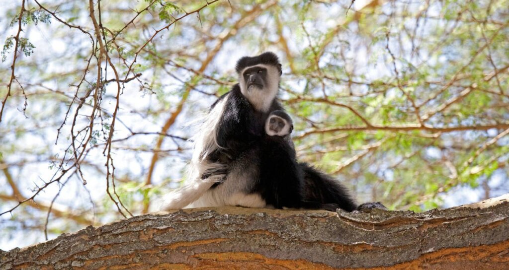 Black-and-white colobus monkey sitting on a tree branch in Kakamega Forest