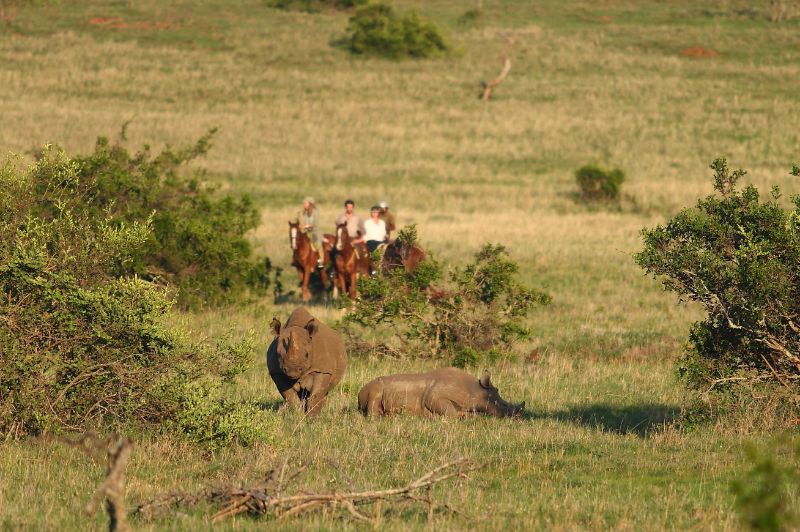 Aerial view of Borana Conservancy's open savannah and bushland in Laikipia