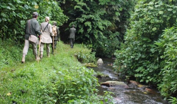 Guided forest hike in Bwindi Impenetrable National Park