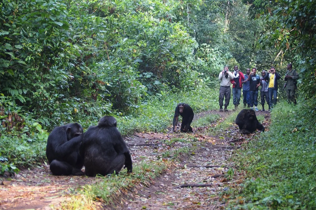 Tourists watching chimpanzees in Kibale Forest during a trek