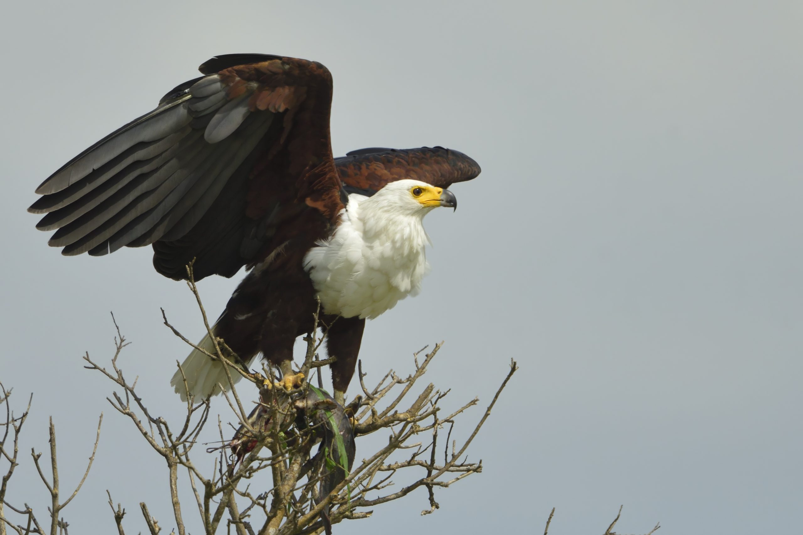 African fish eagle perched near Tana River in Kora National Park