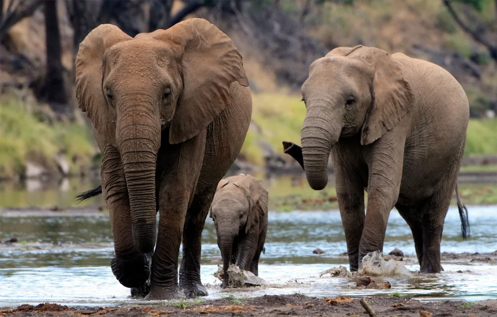 Elephant family playing in muddy waterholes in Amboseli National Park after the rainy season in kenya