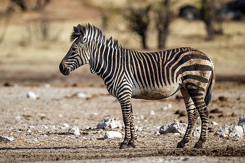 mountain zebra