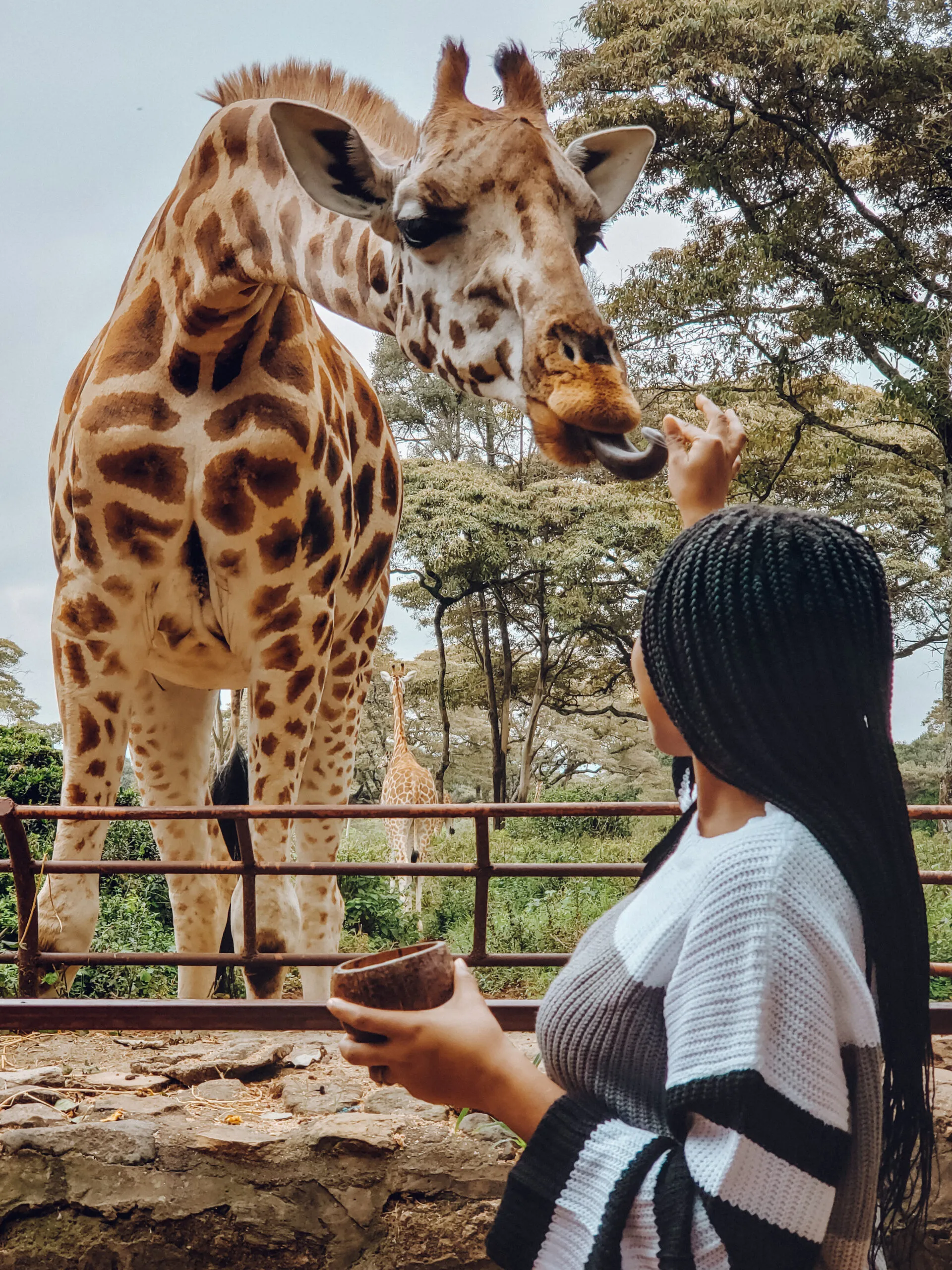 Giraffes Are Surprisingly Quiet whileleaning in close to a visitor 