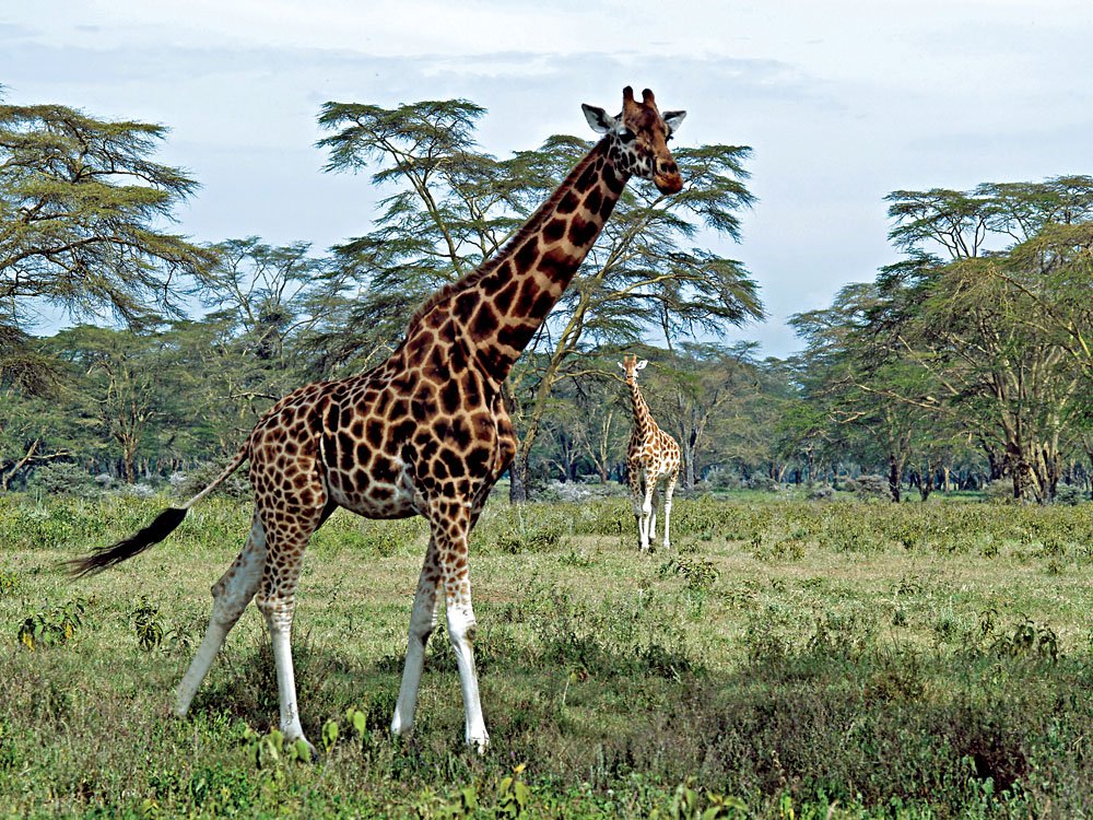 Rothchild Giraffes-at-Lake-Nakuru-Kenya
