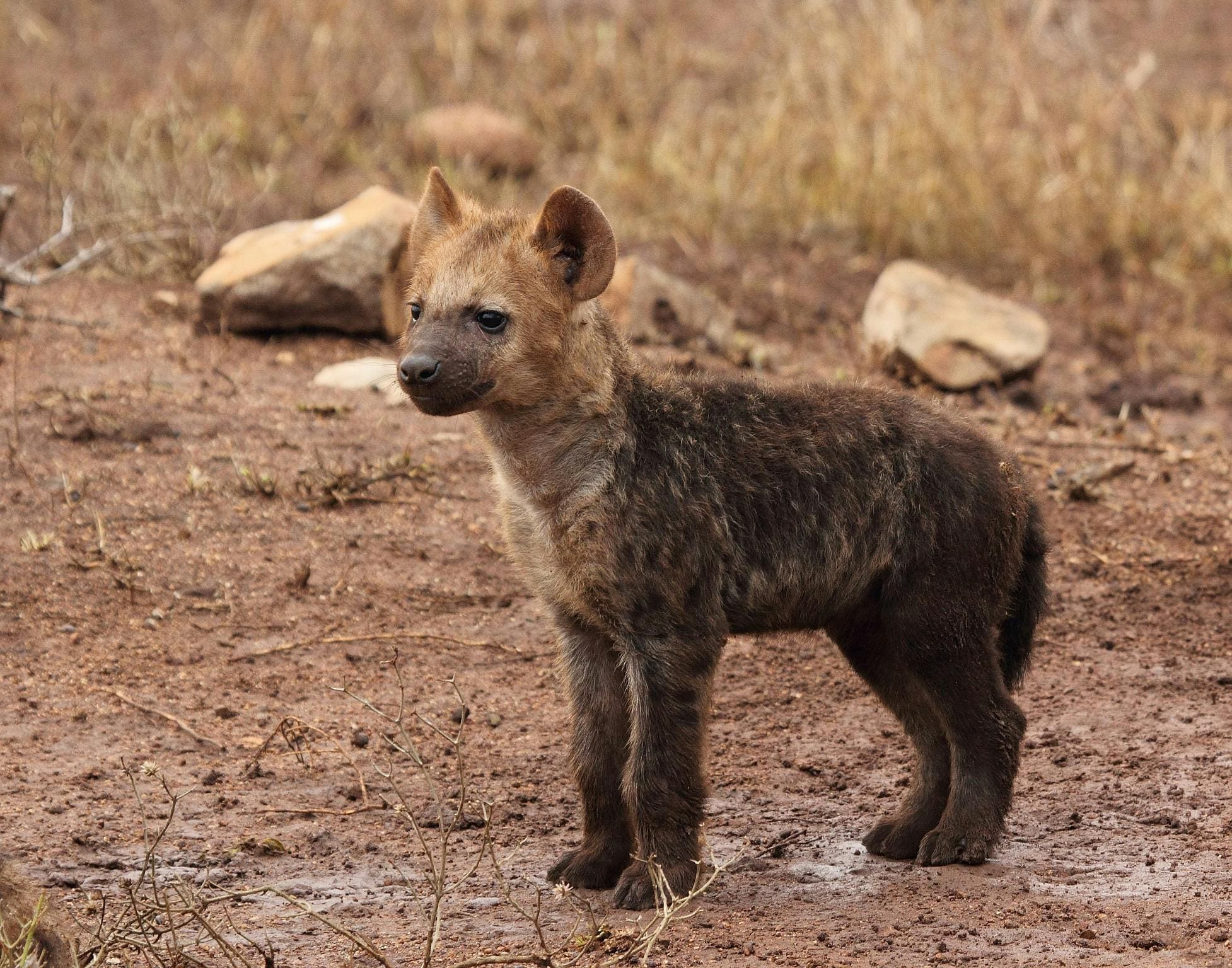 hyena spotting in Kenya with cross wild safaris