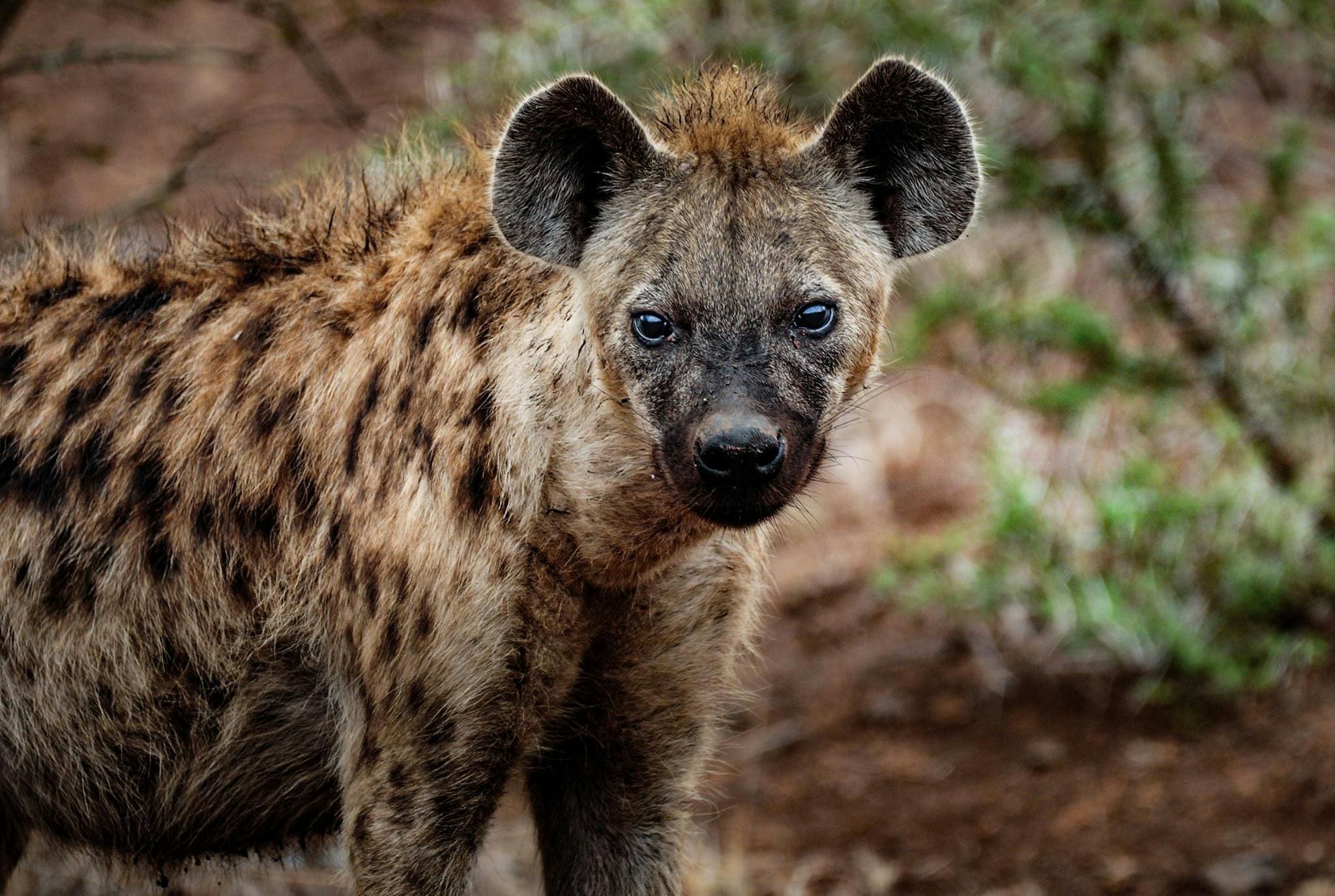 hyena spotting in Kenya with cross wild safaris