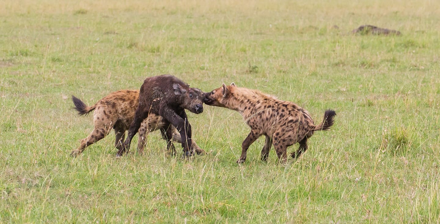 hyena spotting in Kenya with cross wild safaris