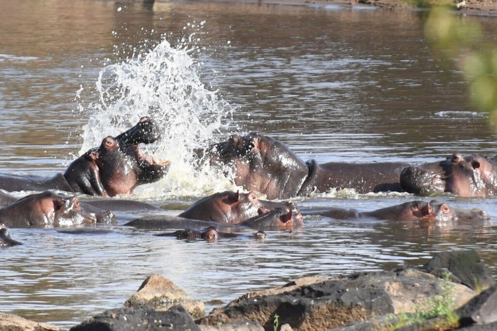 Group of hippos lounging in a rain-filled river in Kenya’s Masai Mara Reserve cross wild safaris
