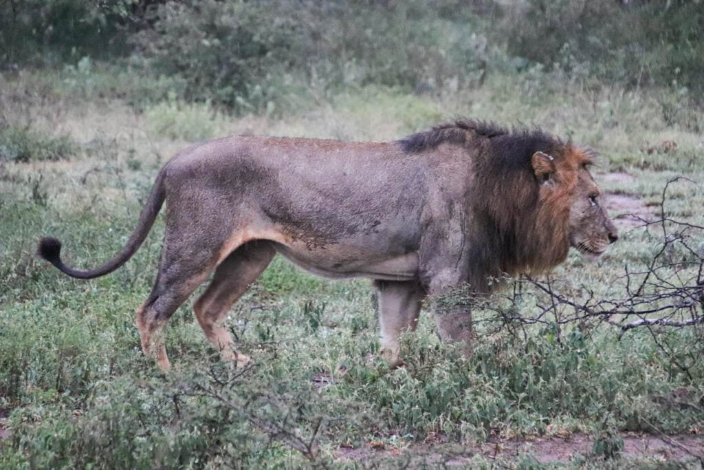 what to pack for your rainy season safari with cross wild safaris