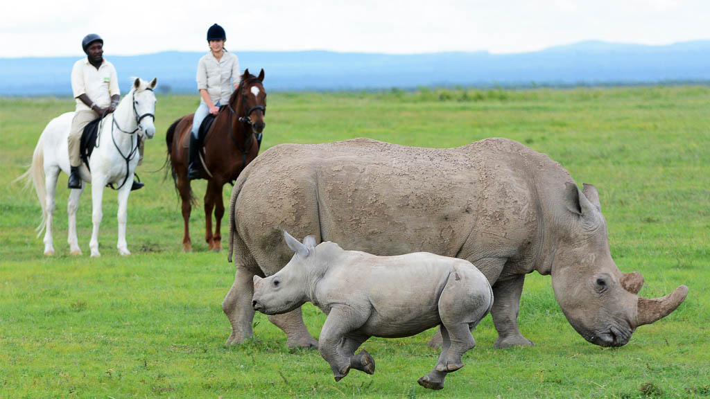 horse riding in ol pejeta