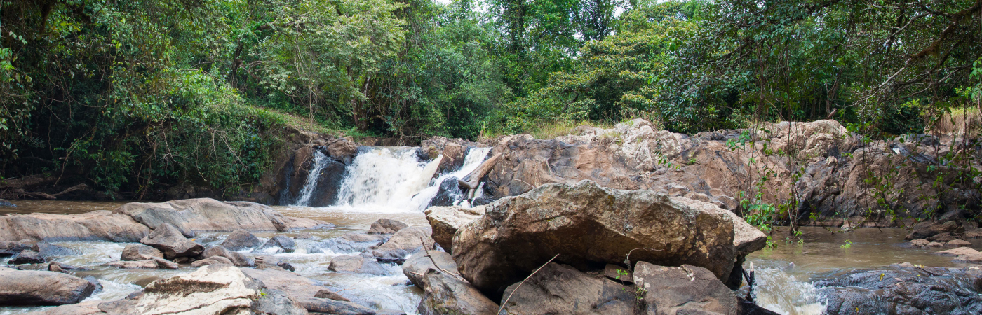 Kakamega Forest National Reserve with cross wild safaris