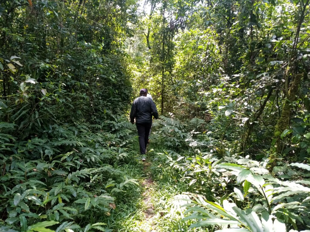 Hiker walking along a forest trail surrounded by tall trees in Kakamega Forest