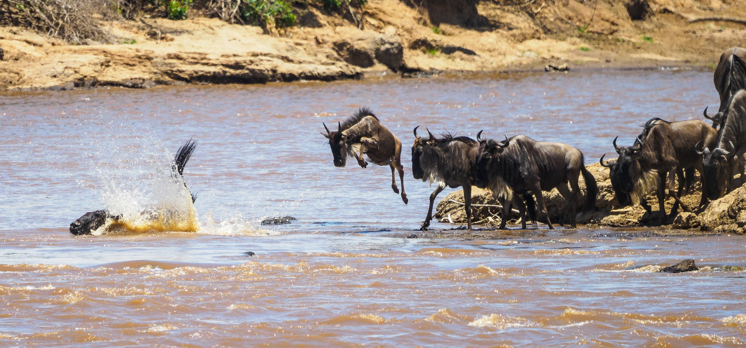 FLYING SAFARIS WITH CROSS WILD SAFARIS AT MASAI MARA NATIONAL RESERVE IN MARA SERENA in Kenya