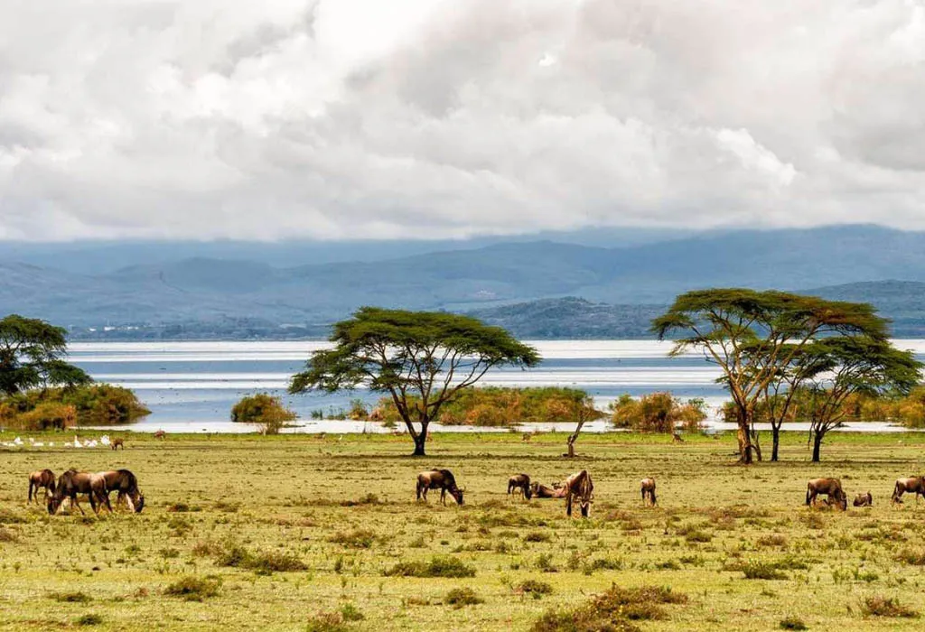 Giraffes grazing in the quiet savannah of Wileli Conservancy near Lake Naivasha