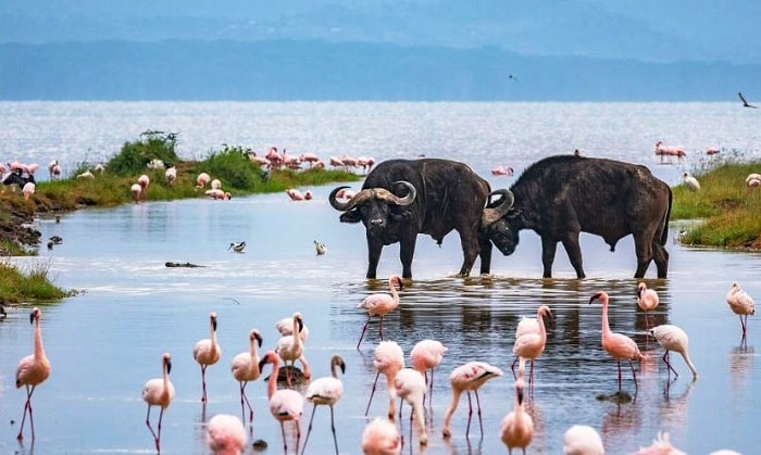 landscape and animals of Lake Nakuru during the rainy season