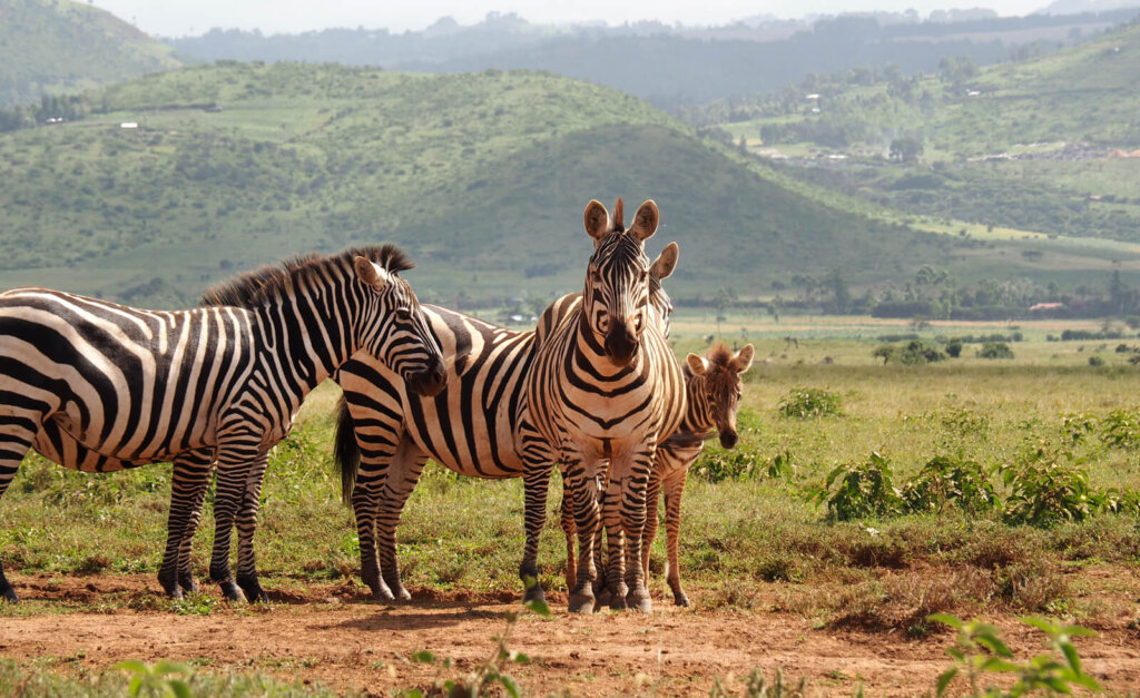 Zebras grazing near Mount Suswa Conservancy