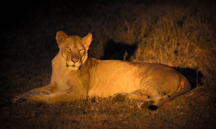 lions on a night game drive near mount Kenya