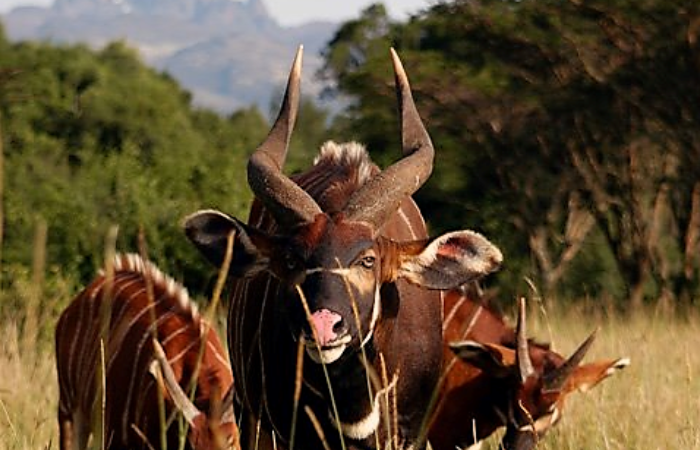 MOUNT KENYA BONGO ANTELOPE