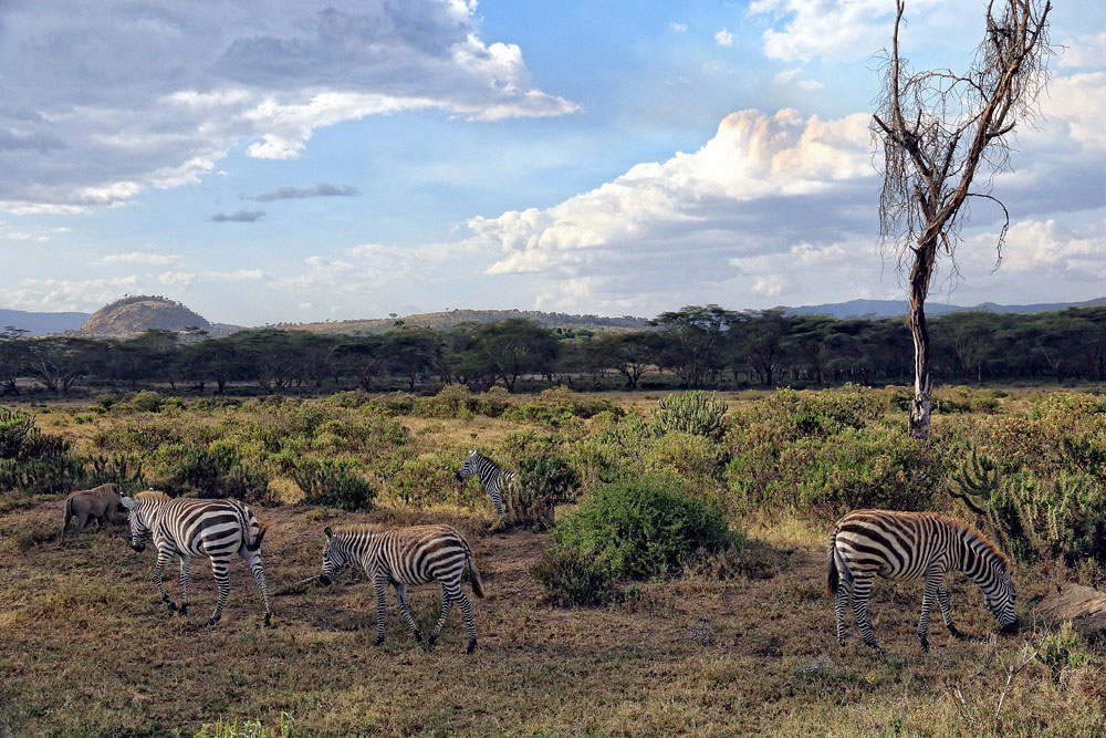 Zebra grazing on the lower slopes of Mount Longonot