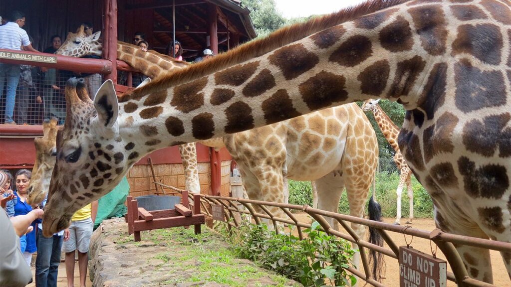 GIRAFFE CENTRE IN NAIROBI NATIONAL PARK