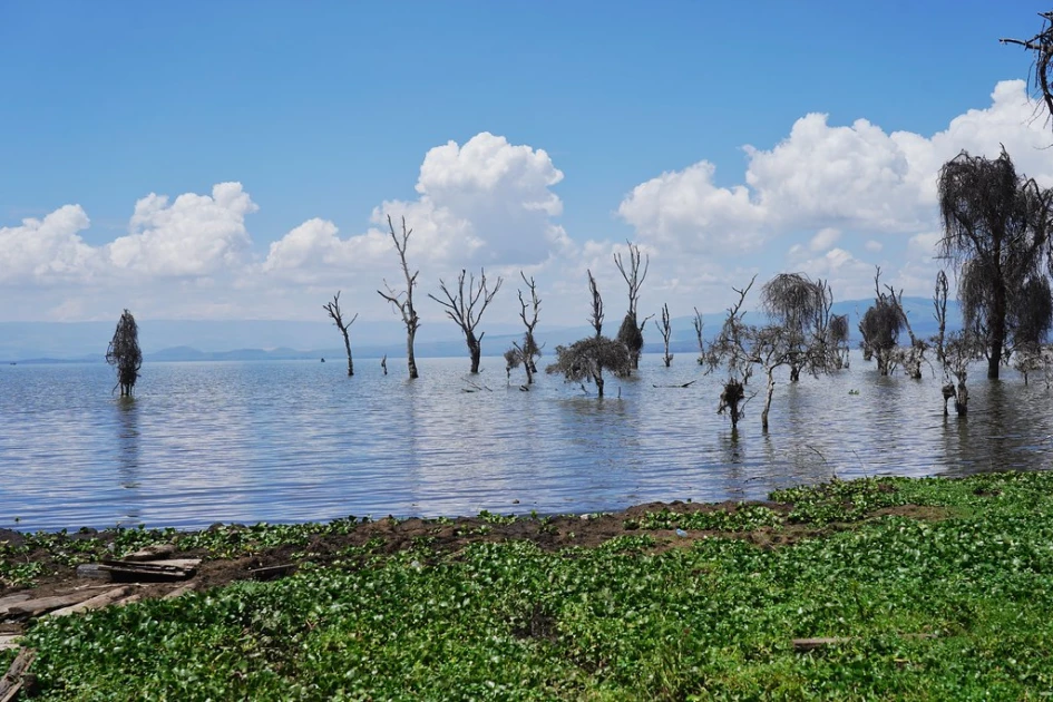 Cloudy skies over a vibrant green Lake Naivasha during the rainy season