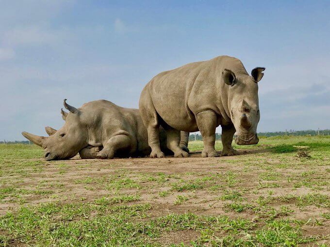 rhinos, ol Pejeta conservancy