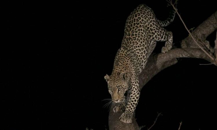 leopard spotted on a night game drive near mount Kenya