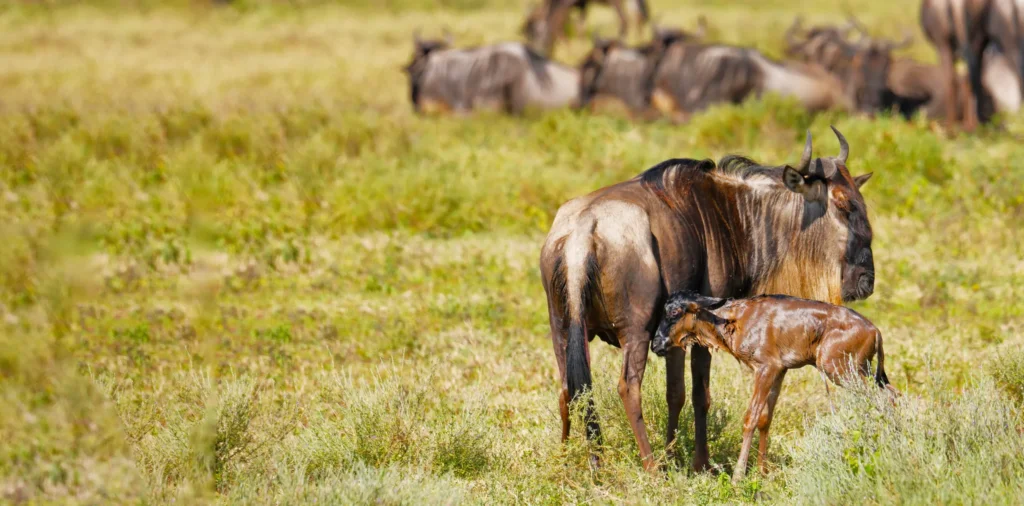 Wildebeest calves grazing on lush Serengeti plains during the rainy season safari in Tanzania.