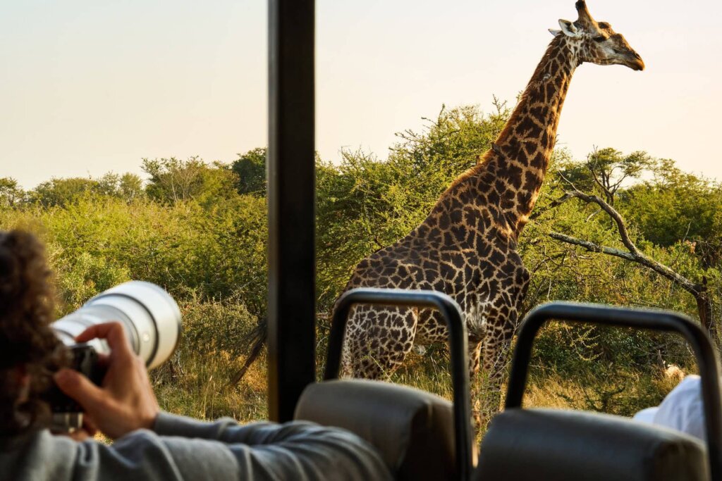 Safari-goers using binoculars to spot giraffes