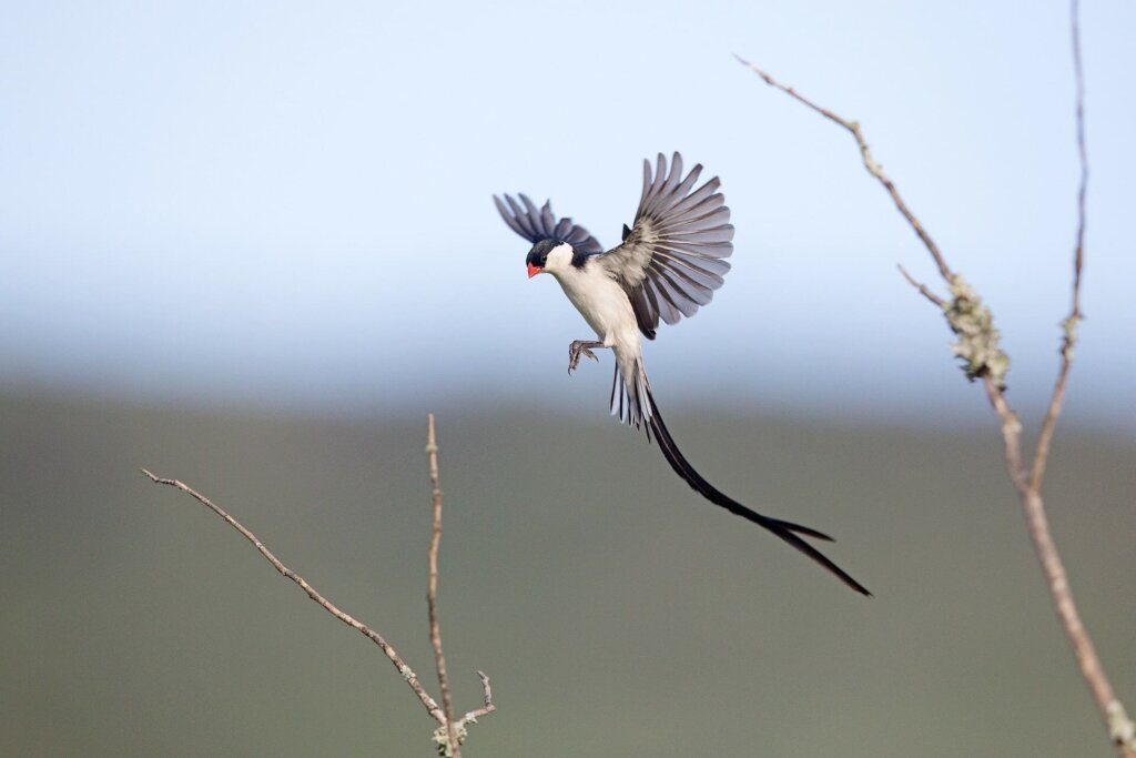 Nairobi National Park bird watching, family birding activities Nairobi